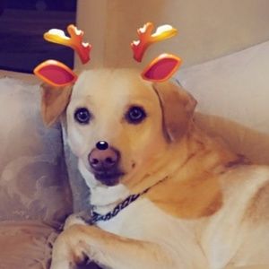 Meet your Posher, Sydney